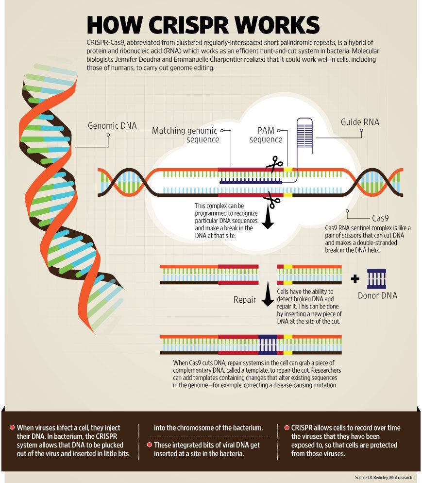 g-CRISPR_web.jpg