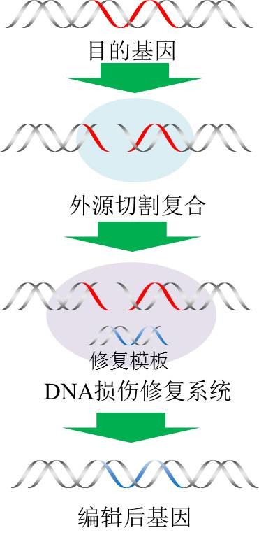 一口气告诉你，基因编辑技术的“前世今生”